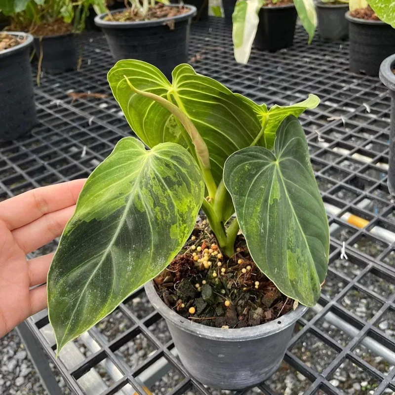Philodendron Melanochrysum Live Plant - 4 inch Tall Starter Aroid, Velvet Foliage, Indoor Houseplant - Image 1