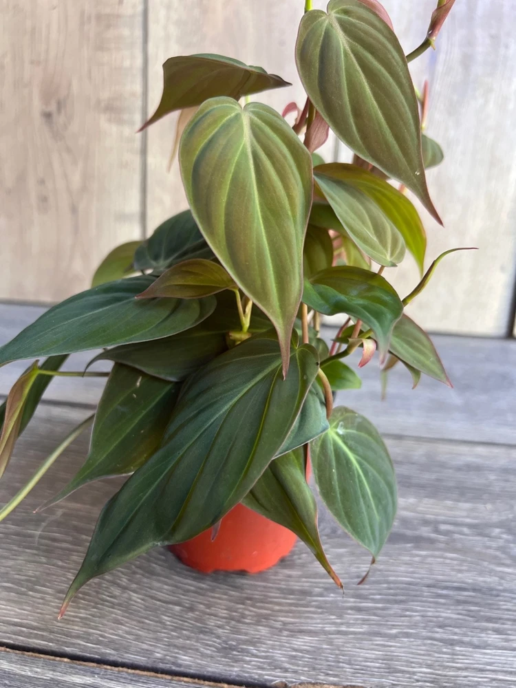 Philodendron Micans Live Plant – 4 Inch Pot – Velvet Leaf Trailing Houseplant - Cannot ship to CA - Image 2