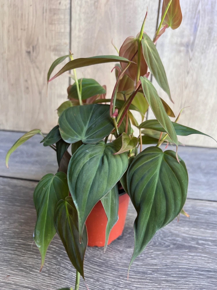 Philodendron Micans Live Plant – 4 Inch Pot – Velvet Leaf Trailing Houseplant - Cannot ship to CA - Image 3