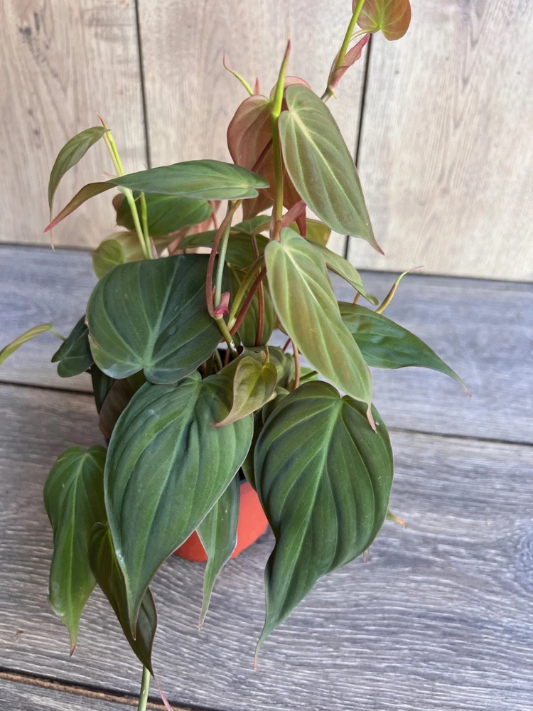Philodendron Micans Live Plant – 4 Inch Pot – Velvet Leaf Trailing Houseplant - Cannot ship to CA - Image 4