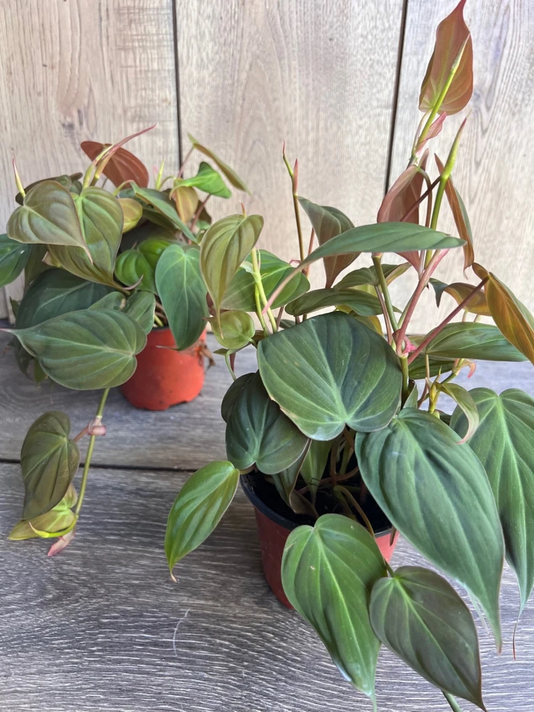 Philodendron Micans Live Plant – 4 Inch Pot – Velvet Leaf Trailing Houseplant - Cannot ship to CA - Image 5