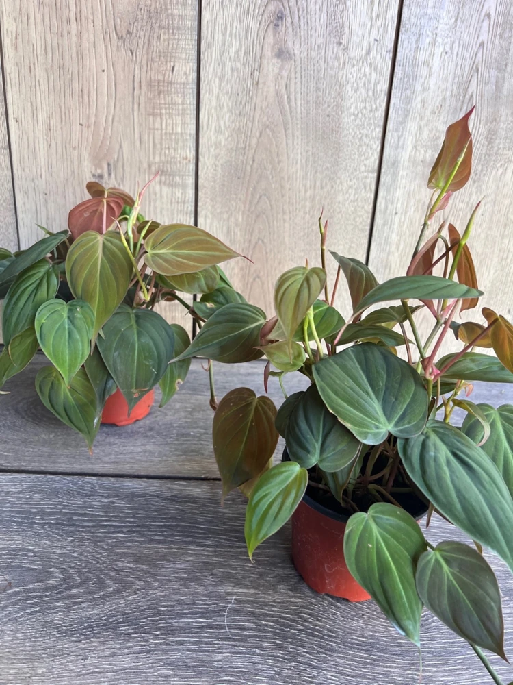 Philodendron Micans Live Plant – 4 Inch Pot – Velvet Leaf Trailing Houseplant - Cannot ship to CA - Image 6