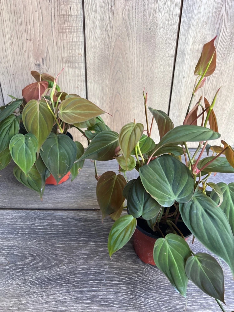 Philodendron Micans Live Plant – 4 Inch Pot – Velvet Leaf Trailing Houseplant - Cannot ship to CA - Image 7