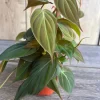 Philodendron Micans Live Plant – 4 Inch Pot – Velvet Leaf Trailing Houseplant - Cannot ship to CA - Image 1