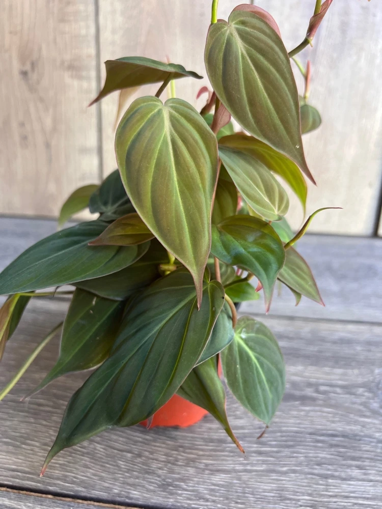 Philodendron Micans Live Plant – 4 Inch Pot – Velvet Leaf Trailing Houseplant - Cannot ship to CA - Image 1