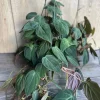 Philodendron Micans Live Plant – 8-inch Hanging Basket Pot – Indoor Trailing Houseplant - Cannot ship to CA - Image 1