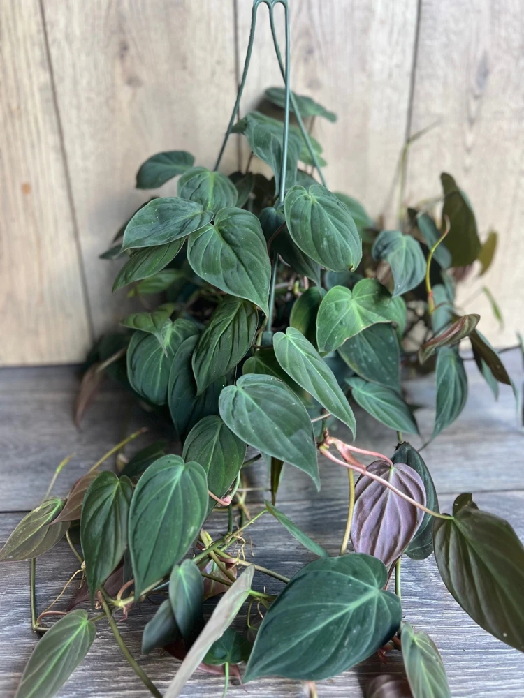 Philodendron Micans Live Plant – 8-inch Hanging Basket Pot – Indoor Trailing Houseplant - Cannot ship to CA - Image 1