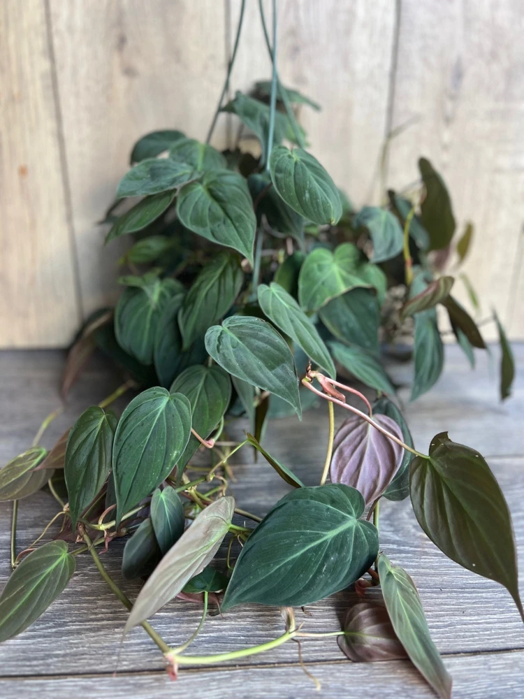 Philodendron Micans Live Plant – 8-inch Hanging Basket Pot – Indoor Trailing Houseplant - Cannot ship to CA - Image 2