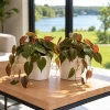 Philodendron Micans Live Plant - Sweetheart Vine, 2-Pack, 5-8 Inch Tall, 4 Inch Pot, Tropical Houseplant - Image 1