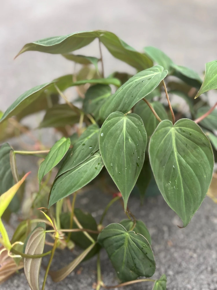 Philodendron Micans Live Plant – Velvet Leaf Trailing Houseplant in 6 inch Pot - Cannot ship to CA - Image 2