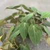Philodendron Micans Live Plant – Velvet Leaf Trailing Houseplant in 6 inch Pot - Cannot ship to CA - Image 1