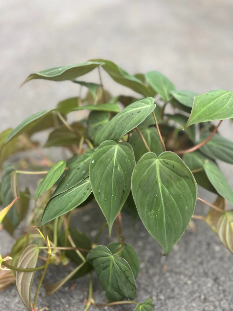 Philodendron Micans Live Plant – Velvet Leaf Trailing Houseplant in 6 inch Pot - Cannot ship to CA - Image 1