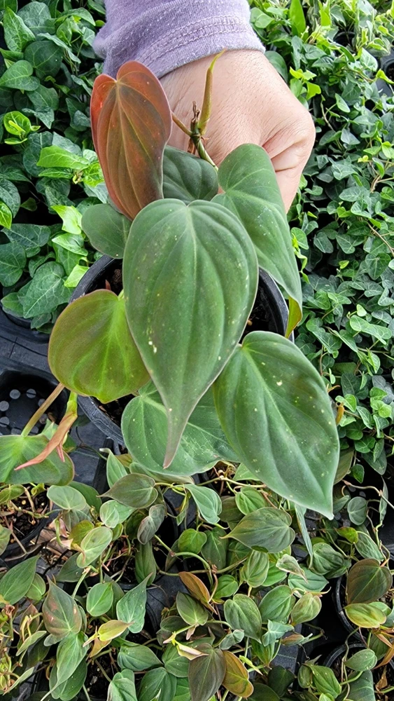 Philodendron Micans Live Plant – Velvet Leaf Vine – Potted in 4" Pot – Indoor - Image 2
