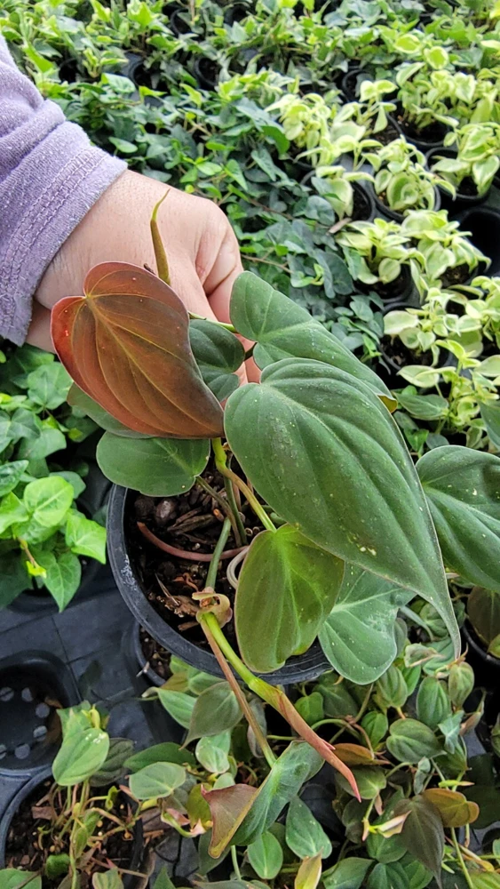 Philodendron Micans Live Plant – Velvet Leaf Vine – Potted in 4" Pot – Indoor - Image 3