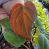 Philodendron Micans Live Plant – Velvet Leaf Vine – Potted in 4" Pot – Indoor - Image 1