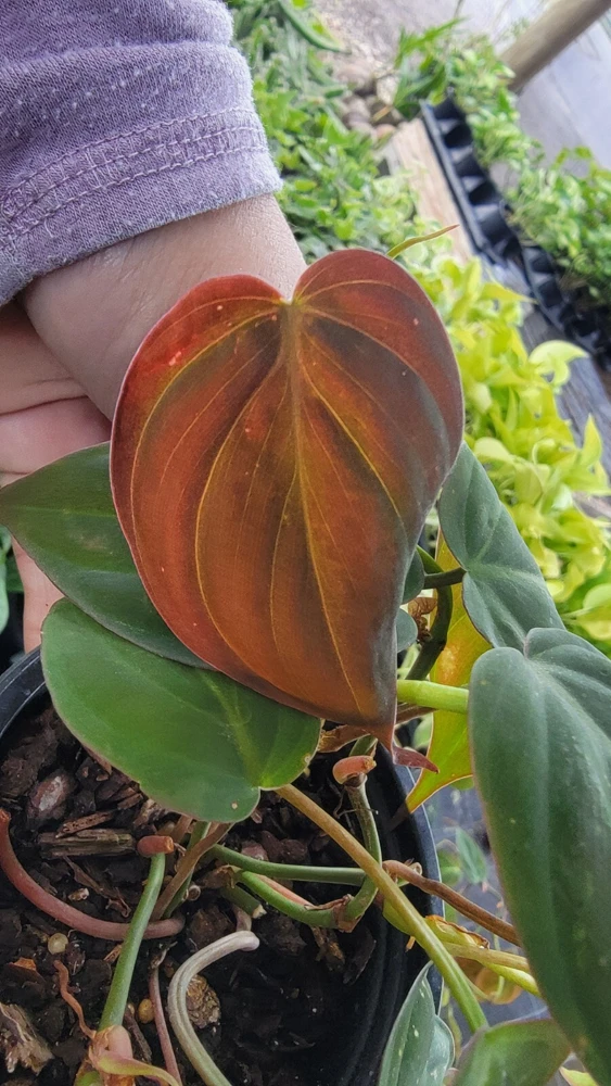 Philodendron Micans Live Plant – Velvet Leaf Vine – Potted in 4" Pot – Indoor - Image 1