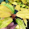 Philodendron Orange Marmalade Live Plant – 4 inch Pot – Indoor Tropical - Image 1