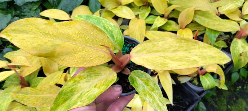 Philodendron Orange Marmalade Live Plant – 4 inch Pot – Indoor Tropical - Image 1