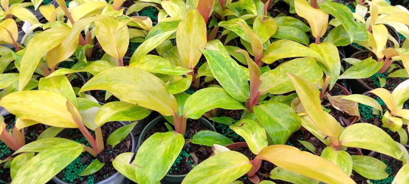 Philodendron Orange Marmalade Live Plant – 4 inch Pot – Indoor Tropical - Image 2