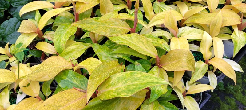 Philodendron Orange Marmalade Live Plant – 4 inch Pot – Indoor Tropical - Image 3