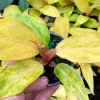 Philodendron Orange Marmalade Live Plant – 4 inch Pot – Indoor Tropical Foliage - Image 1