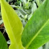 Philodendron Painted Lady Live Plant – 4 Inch Potted Houseplant, Variegated - Image 1