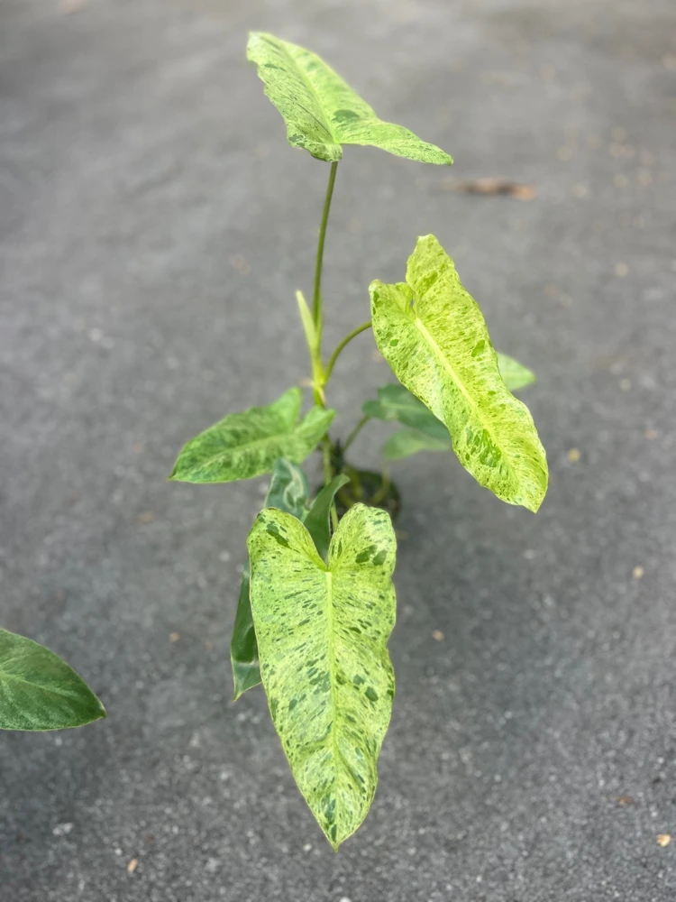 Philodendron Paraiso Verde Live Plant – 4 inch Pot – High Variegation – Indoor - Cannot ship to CA - Image 2