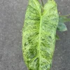 Philodendron Paraiso Verde Live Plant – 4 inch Pot – High Variegation – Indoor - Cannot ship to CA - Image 1