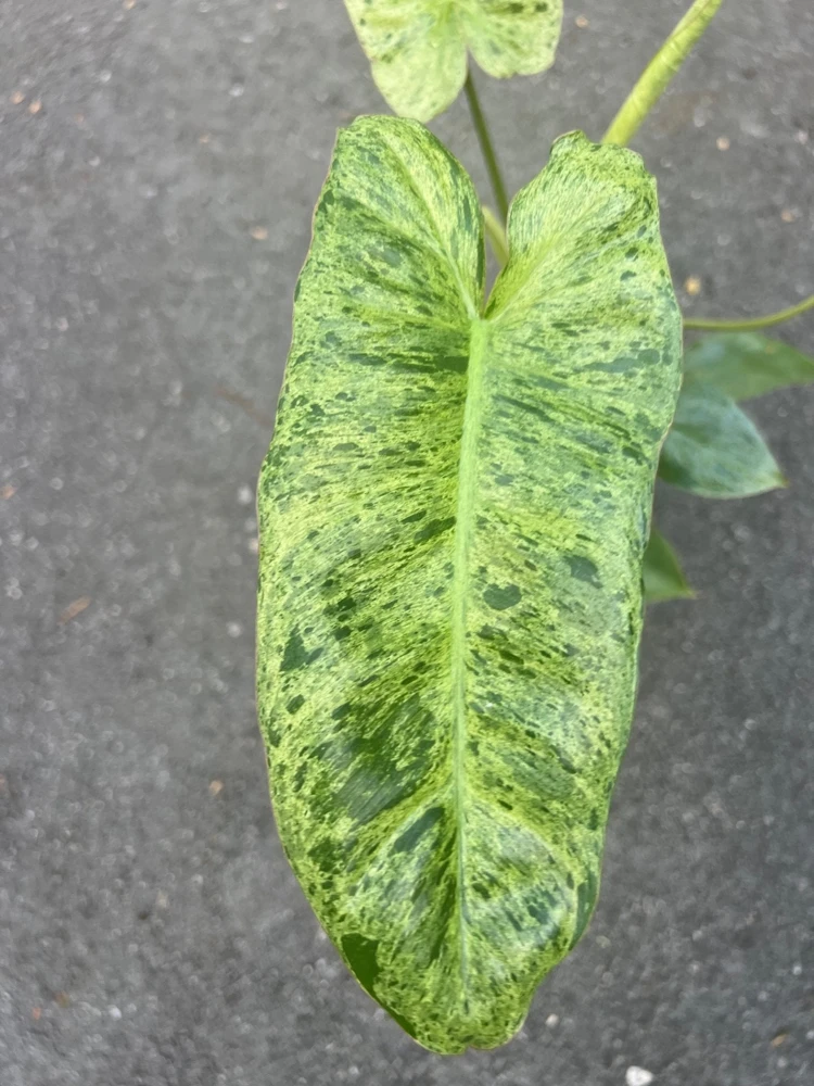 Philodendron Paraiso Verde Live Plant – 4 inch Pot – High Variegation – Indoor - Cannot ship to CA - Image 1