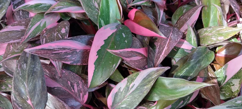 Philodendron Pink Princess Galaxy Marble Live Plant – 4 inch Pot – Indoor Aroid - Image 2