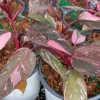 Philodendron Pink Princess Live Plant - High Color - 4 Inch Pot - Indoor Aroid - Image 1