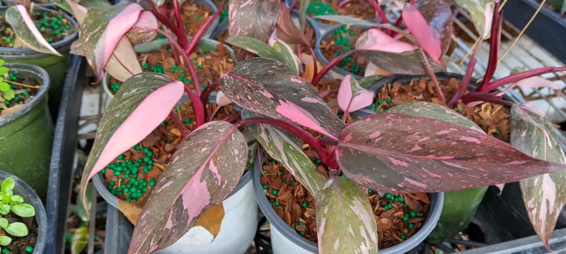 Philodendron Pink Princess Live Plant - High Color - 4 Inch Pot - Indoor Aroid - Image 1