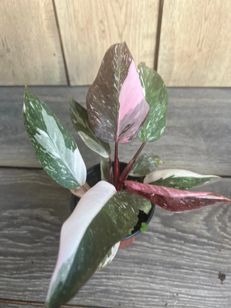 Philodendron Pink Princess Marble Live Plant – 4-inch Pot – High Variegation – Indoor - Cannot ship to CA - Image 2