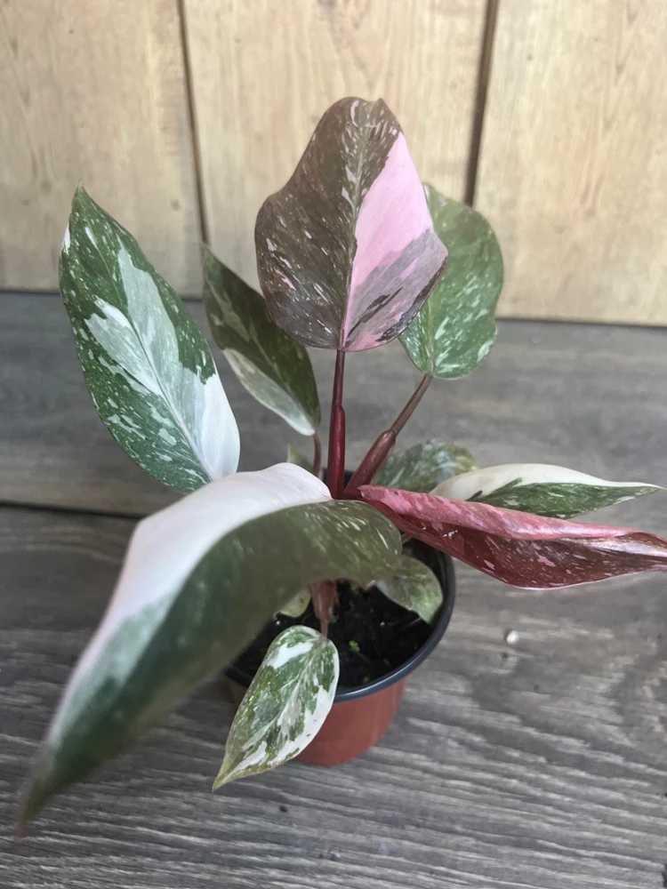 Philodendron Pink Princess Marble Live Plant – 4-inch Pot – High Variegation – Indoor - Cannot ship to CA - Image 3