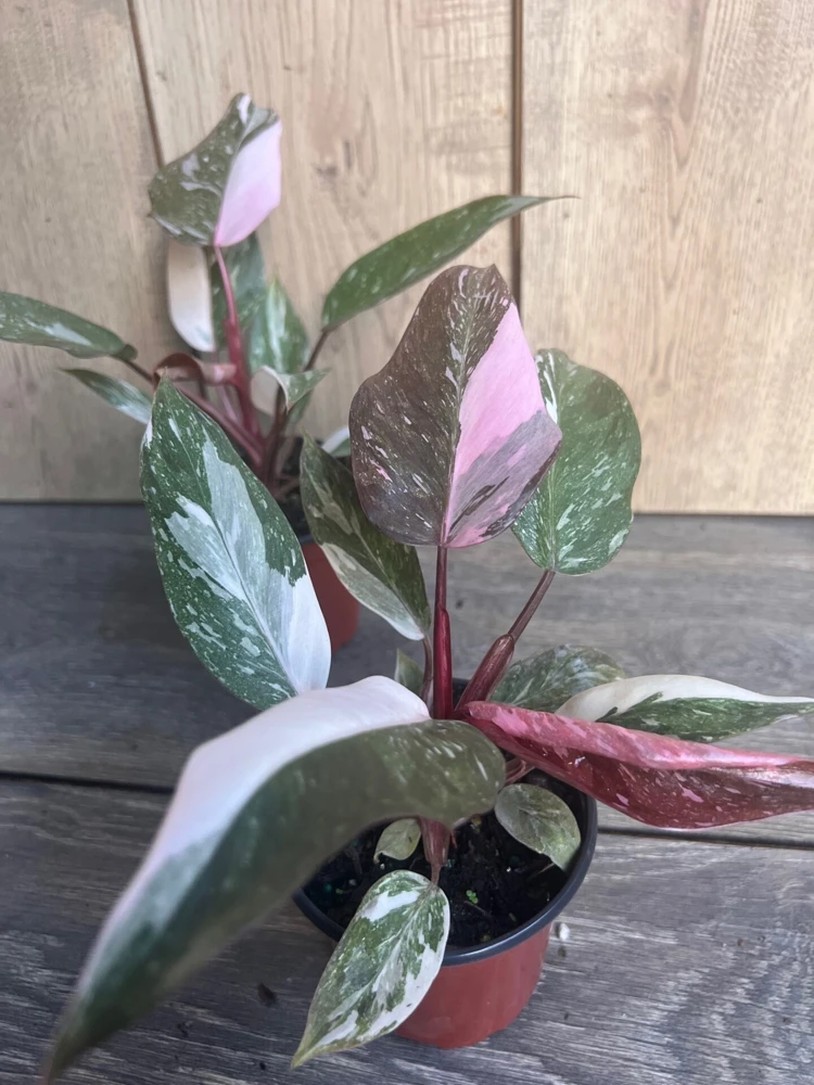 Philodendron Pink Princess Marble Live Plant – 4-inch Pot – High Variegation – Indoor - Cannot ship to CA - Image 4