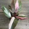 Philodendron Pink Princess Marble Live Plant – 4-inch Pot – High Variegation – Indoor - Cannot ship to CA - Image 1