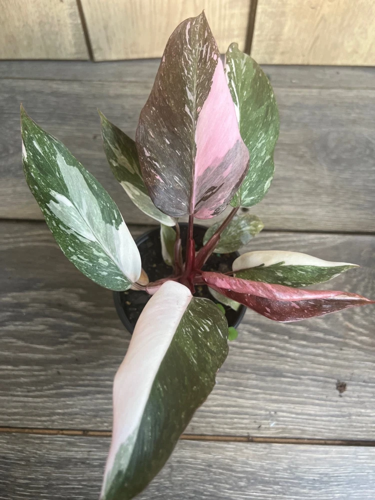 Philodendron Pink Princess Marble Live Plant – 4-inch Pot – High Variegation – Indoor - Cannot ship to CA - Image 1