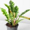 Philodendron Ring of Fire Live Plant - Rare Variegated Houseplant, 4 inch Tall Tropical Aroid - Image 1