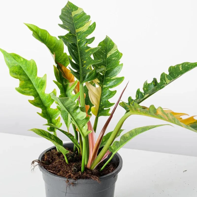 Philodendron Ring of Fire Live Plant - Rare Variegated Houseplant, 4 inch Tall Tropical Aroid - Image 1