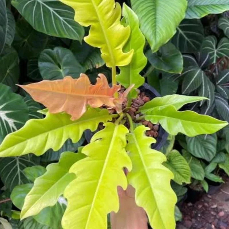 Philodendron Ring of Fire Live Plant - Rare Variegated Houseplant, 4 inch Tall Tropical Aroid - Image 2