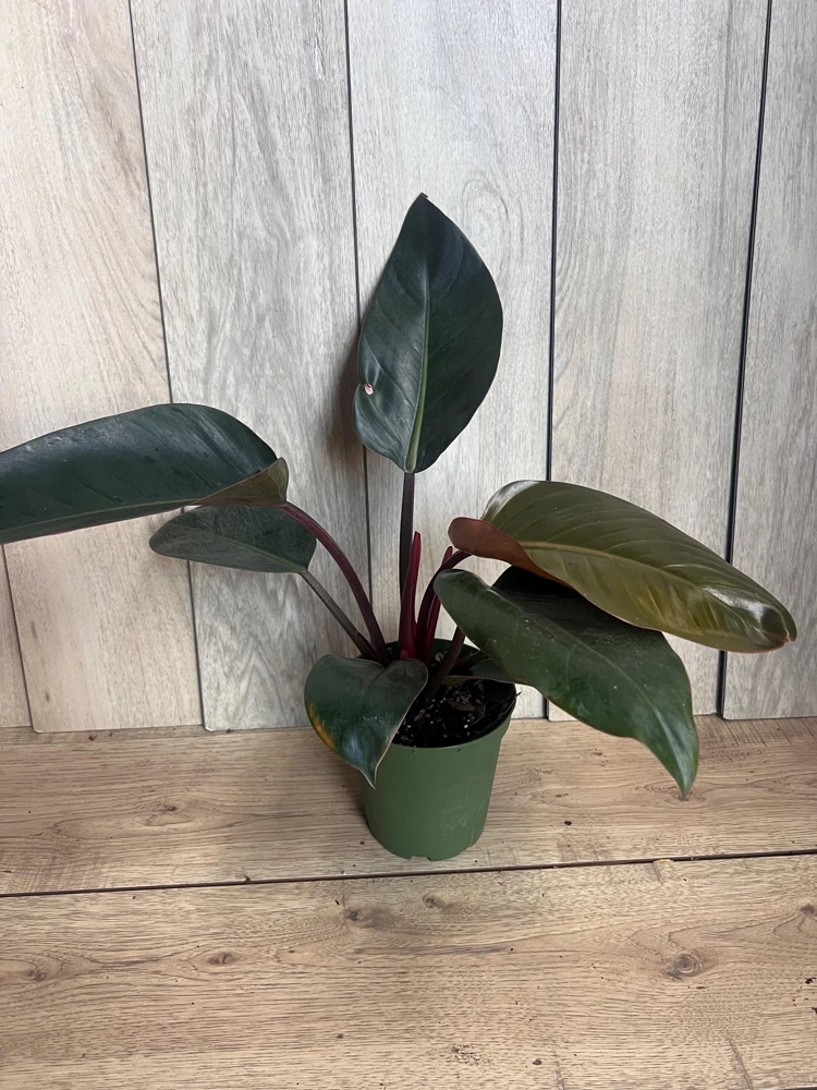 Philodendron Rojo Congo Live Plant – 6 inch Pot Houseplant – Indoor Tropical Foliage - Cannot ship to CA - Image 2