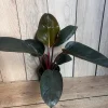 Philodendron Rojo Congo Live Plant – 6 inch Pot Houseplant – Indoor Tropical Foliage - Cannot ship to CA - Image 1