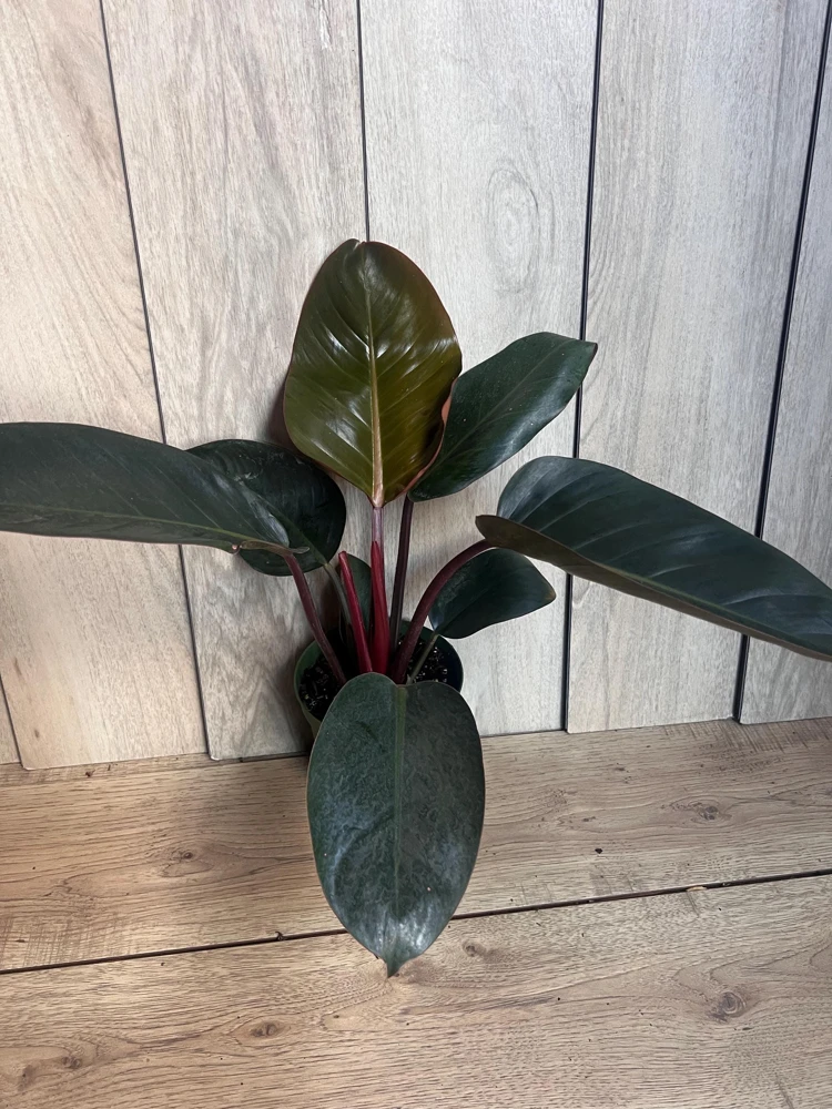 Philodendron Rojo Congo Live Plant – 6 inch Pot Houseplant – Indoor Tropical Foliage - Cannot ship to CA - Image 1
