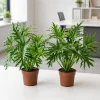 Philodendron Selloum Live Plant - Set of 2, 5-8 Inch Tall, 4 Inch Pot, Tropical Houseplant - Image 1