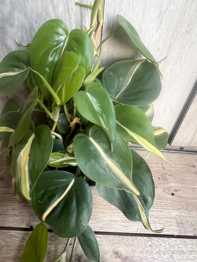 Philodendron Silver Stripe Live Plant – Trailing Houseplant – 6 inch Pot – Indoor - Cannot ship to CA - Image 2