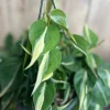 Philodendron Silver Stripe Live Plant – Trailing Houseplant – 6 inch Pot – Indoor - Cannot ship to CA - Image 1