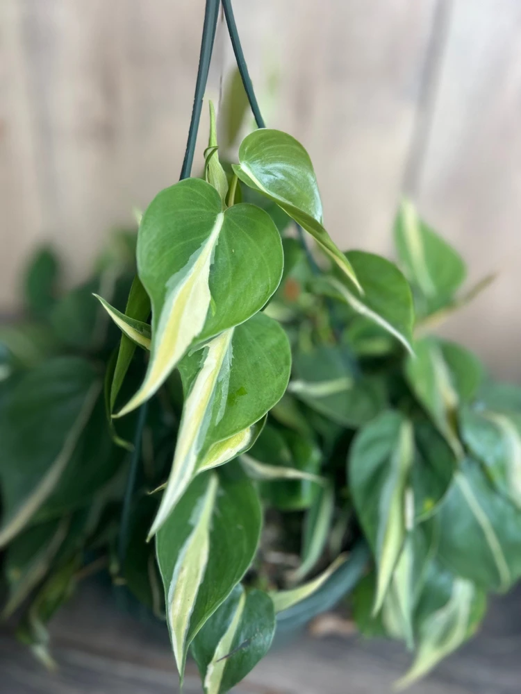 Philodendron Silver Stripe Live Plant – Trailing Houseplant – 6 inch Pot – Indoor - Cannot ship to CA - Image 1
