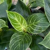 Philodendron White Bikini Live Plant - Variegated Pink Houseplant in 4 inch pot - Image 1