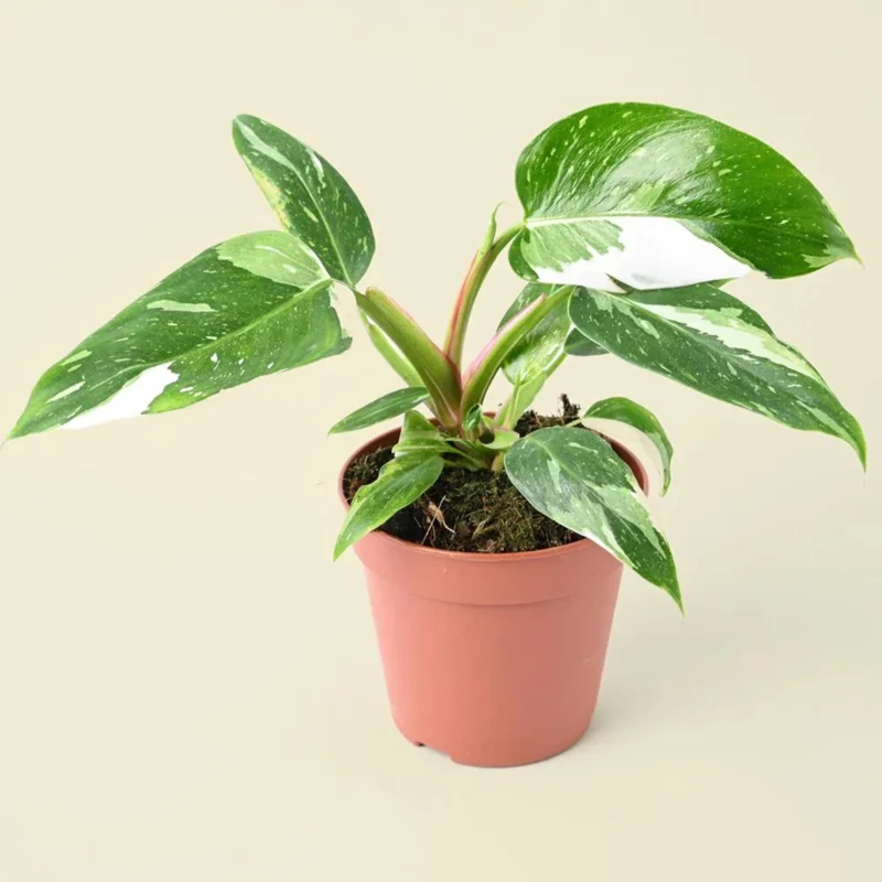 Philodendron White Princess Live Plant - Rare Variegated 3 inch Starter Indoor Aroid - Image 1