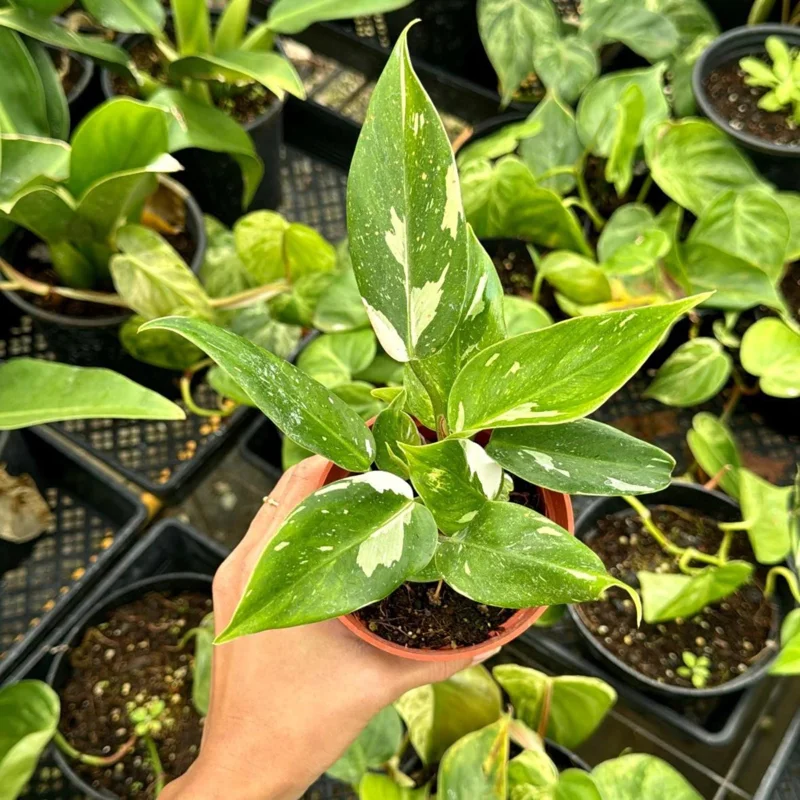 Philodendron White Princess Live Plant - Rare Variegated 3 inch Starter Indoor Aroid - Image 2